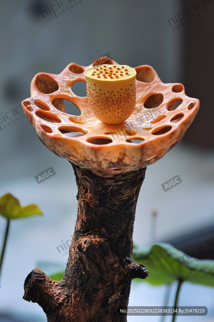 獨特藝術品 蓮蓬托起杯子