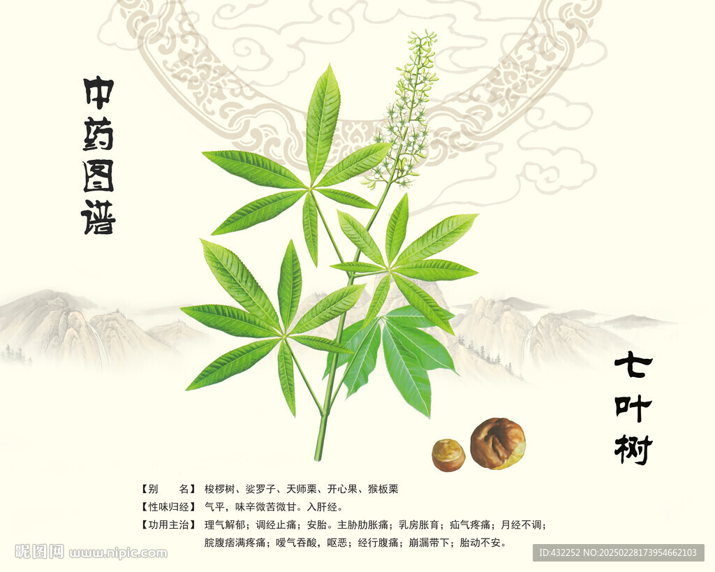 七葉子七葉樹