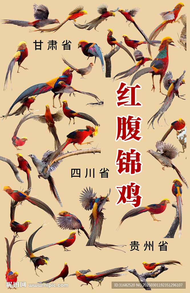 甘肅四川貴州省鳥紅腹錦雞