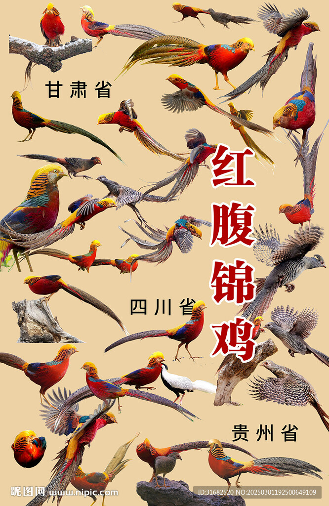甘肅四川貴州省鳥紅腹錦雞