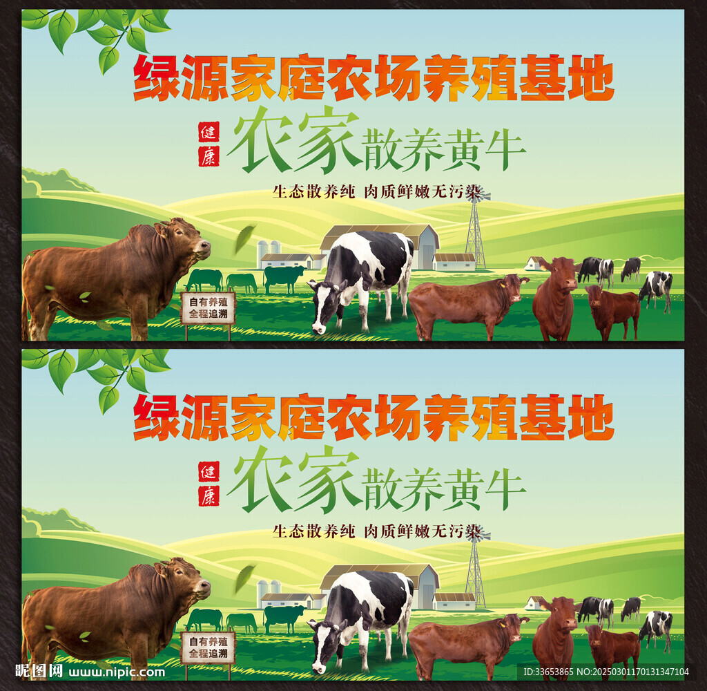 散養(yǎng)黃牛展板
