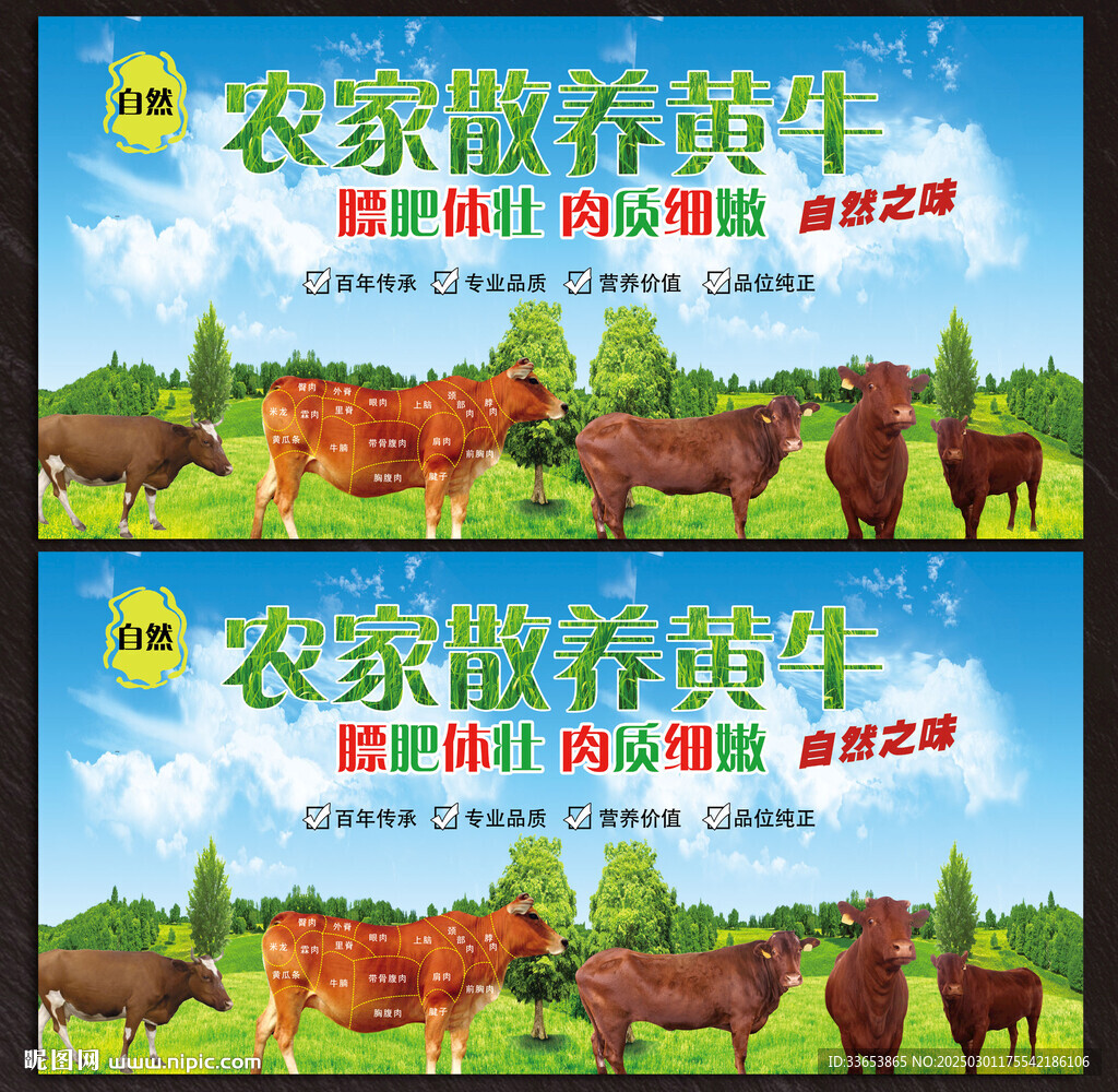 散養(yǎng)黃牛展板