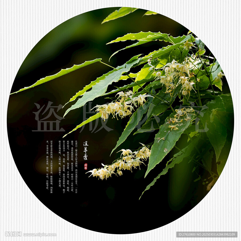 淫羊藿