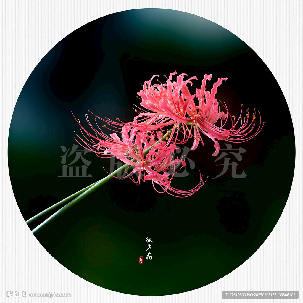 彼岸花
