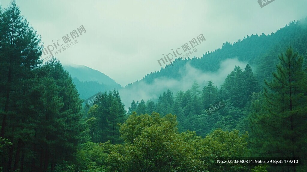 山谷中的霧蒙蒙森林