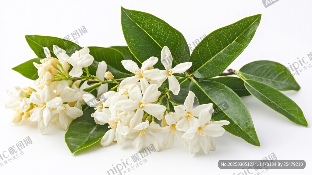 碧葉白花