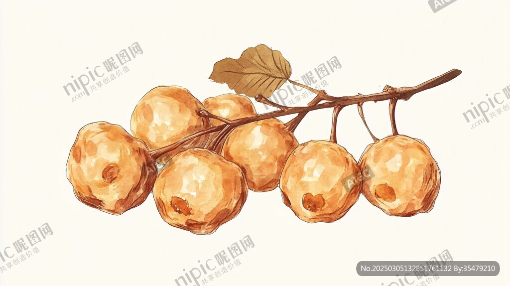 榴蓮果實插畫