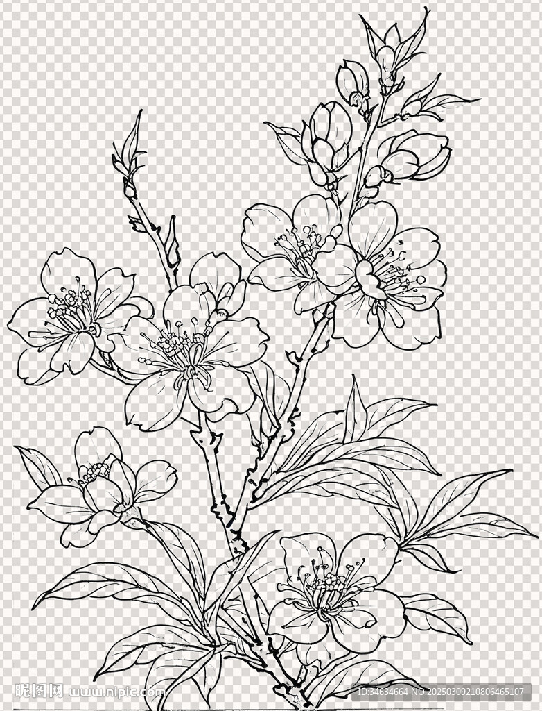 白描花卉臨摹用線稿免扣透明背景