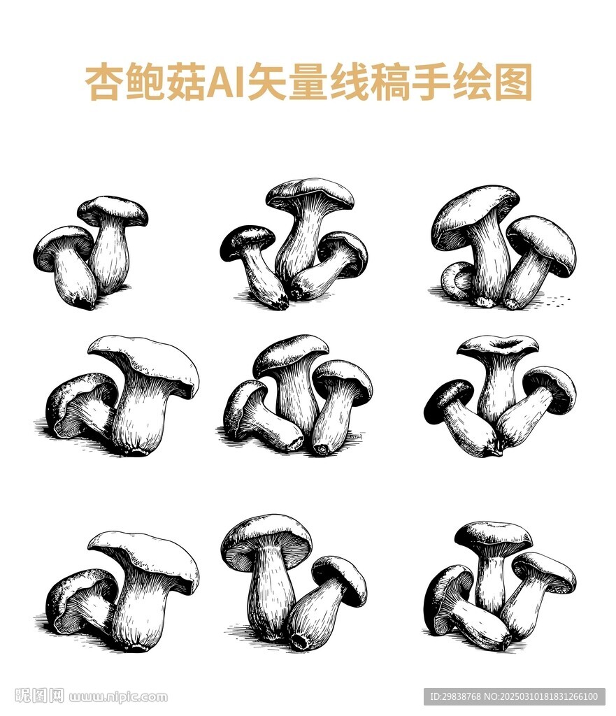 杏鮑菇 手繪 線稿