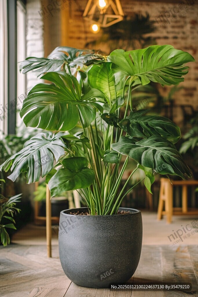 綠意盎然的室內(nèi)植物