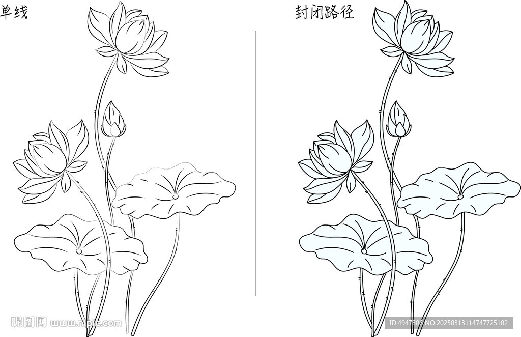 荷花 矢量圖