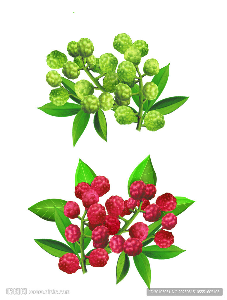 藤椒花椒