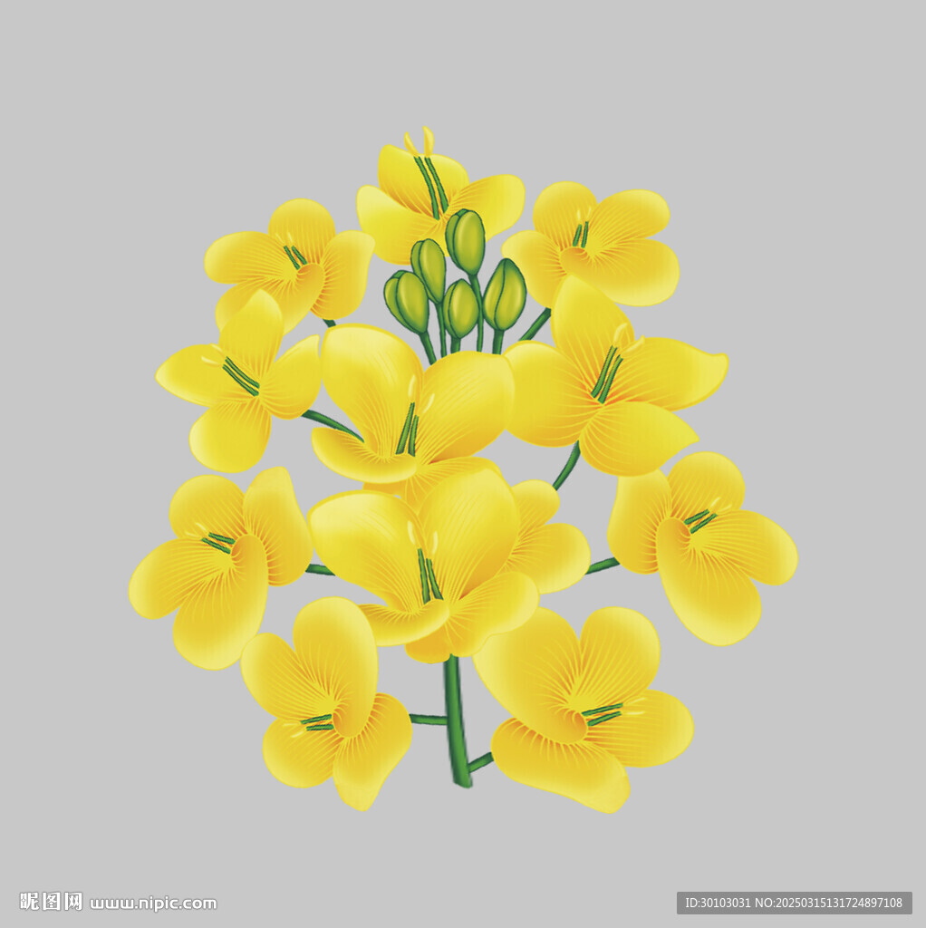 油菜花
