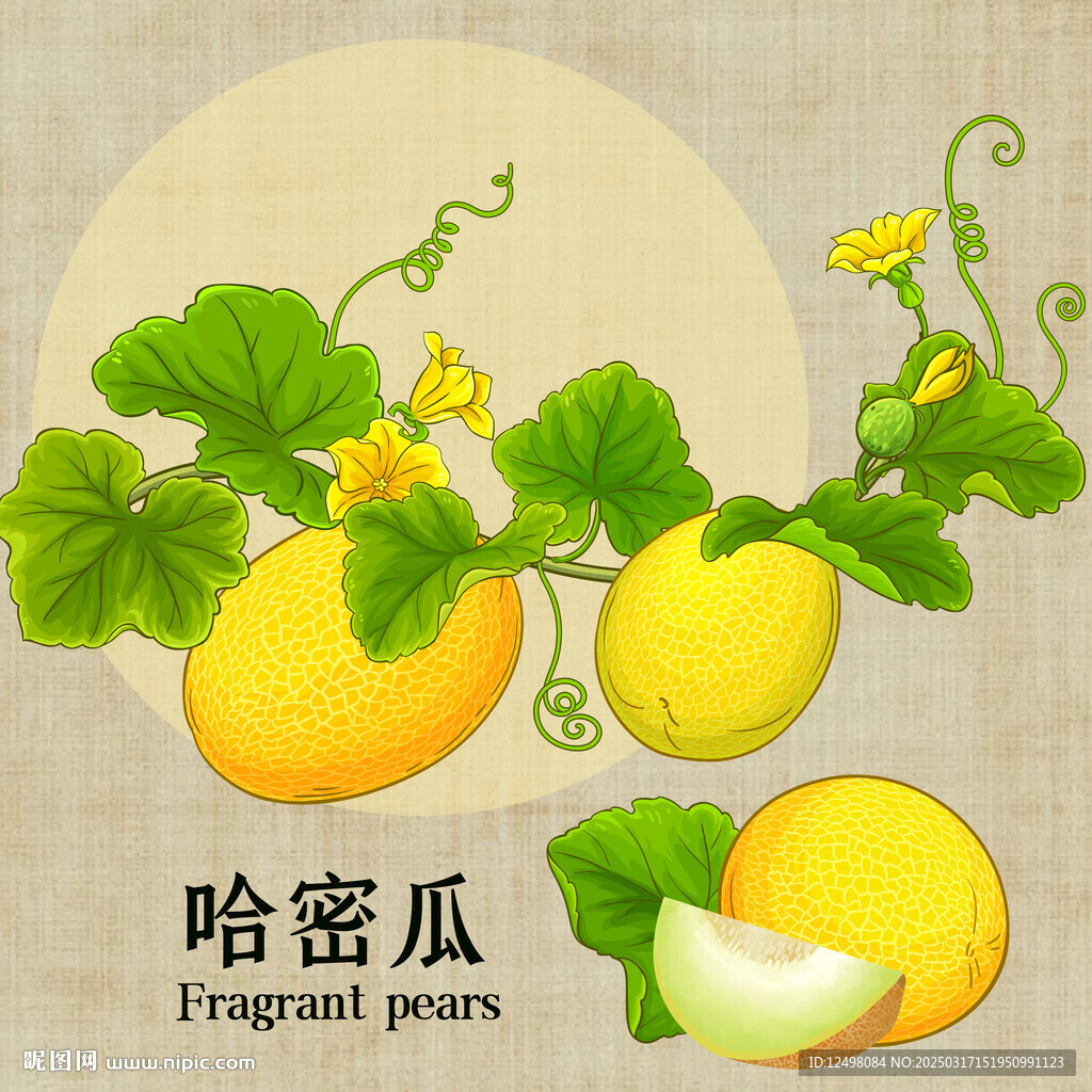 哈密瓜