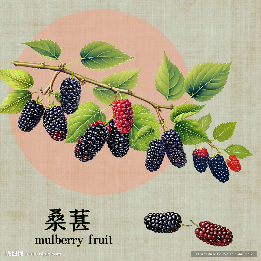 手繪桑葚