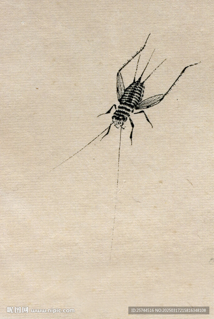 蛐蛐蟈蟈手繪原創(chuàng)藝術(shù)國(guó)畫(huà)昆蟲(chóng)