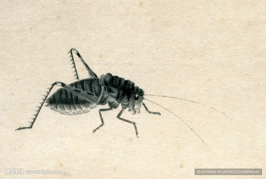 蛐蛐蟈蟈手繪原創(chuàng)藝術(shù)國(guó)畫(huà)昆蟲(chóng)
