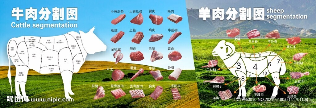 牛羊肉分割圖