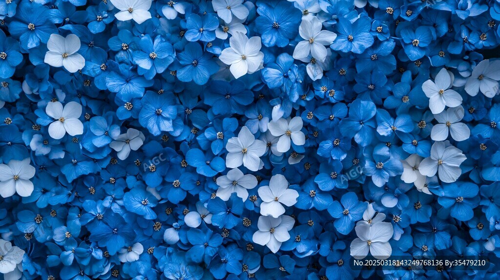 絢爛的藍(lán)白花海