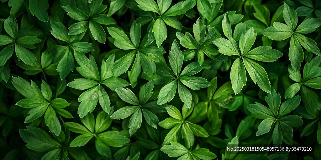 綠色植物葉片