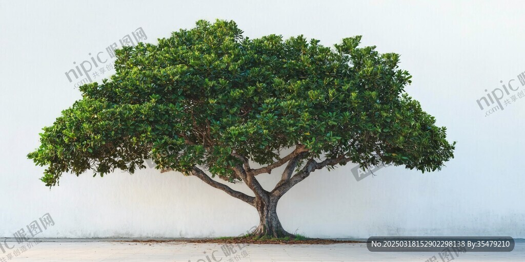 孤獨(dú)的綠樹