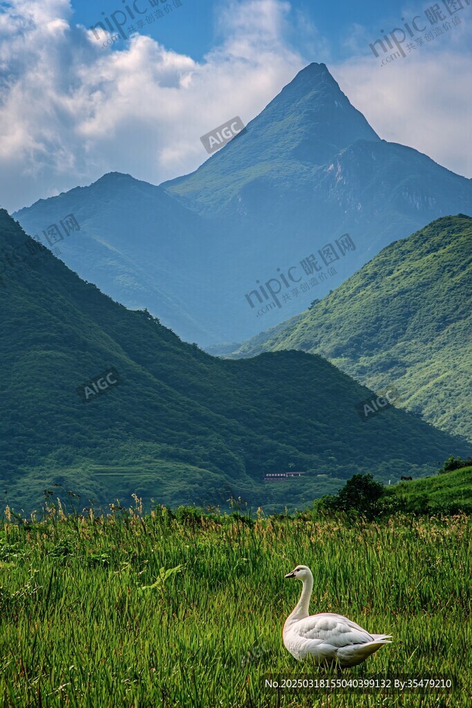 翠野仙鶴舞 山巔云?，F(xiàn)