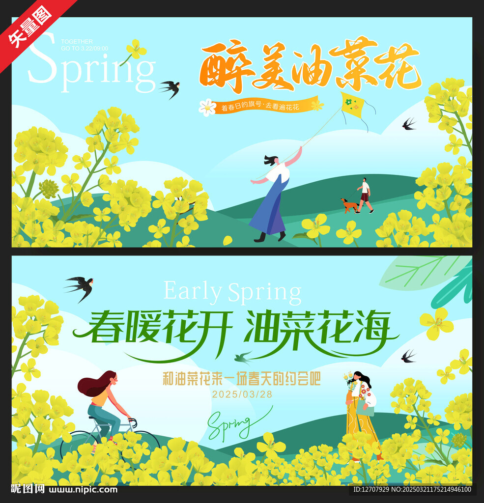 油菜花