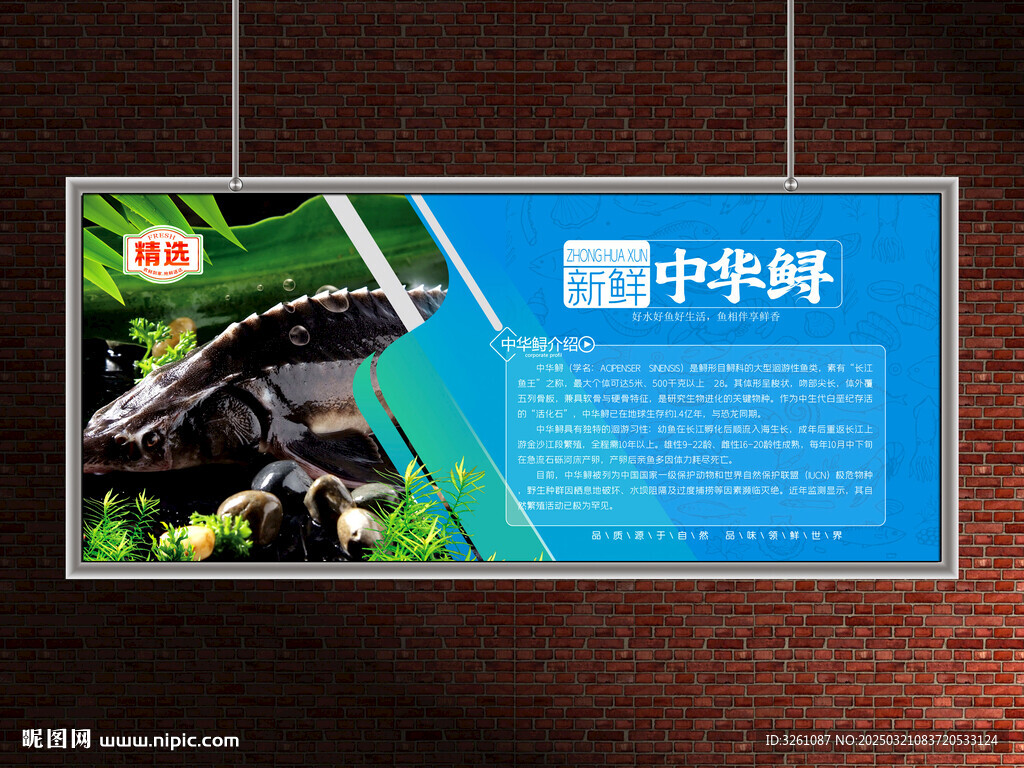 中華鱘