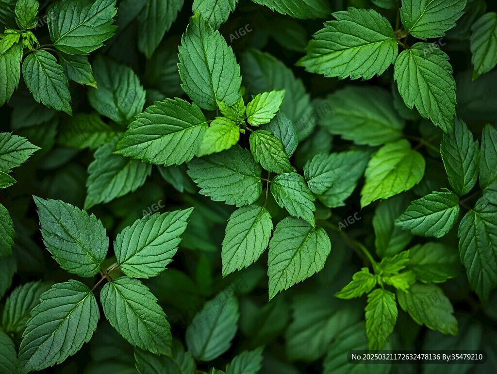 綠色植物葉子