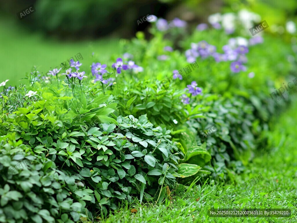 花園里的綠色浪漫