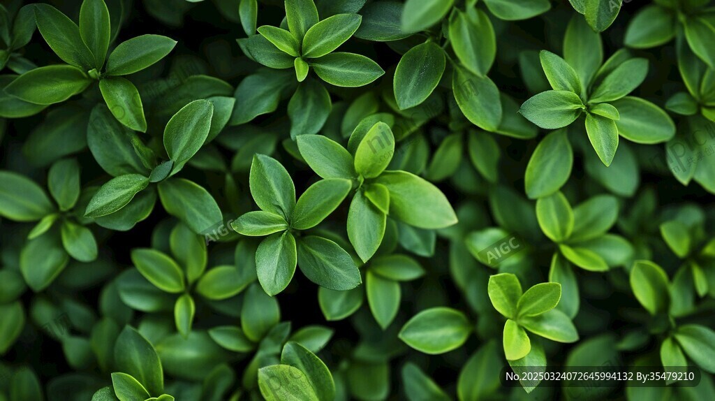 綠色植物特寫(xiě)