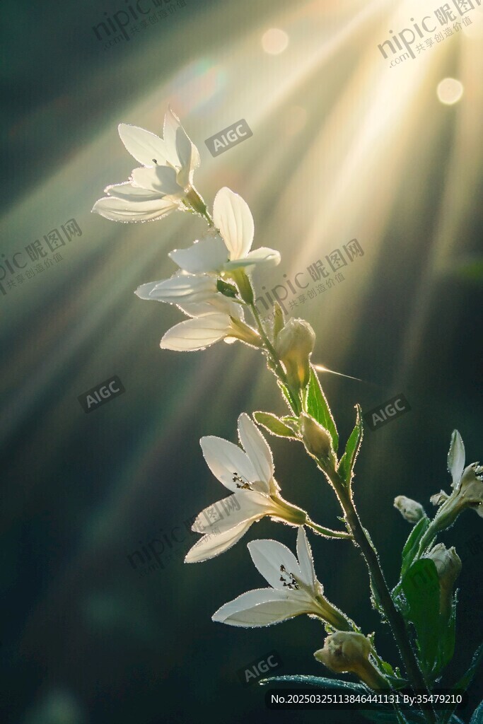 陽光下綻放的素雅小白花