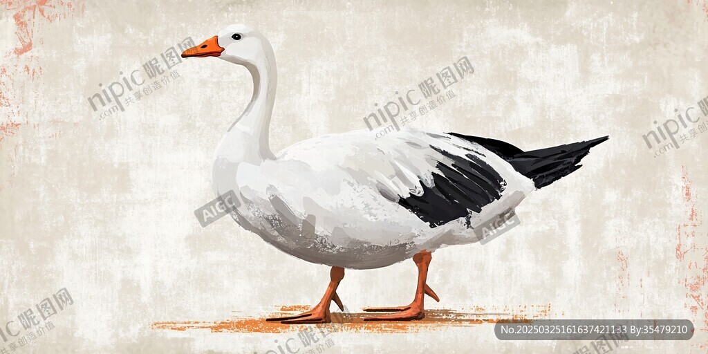 白鵝立地