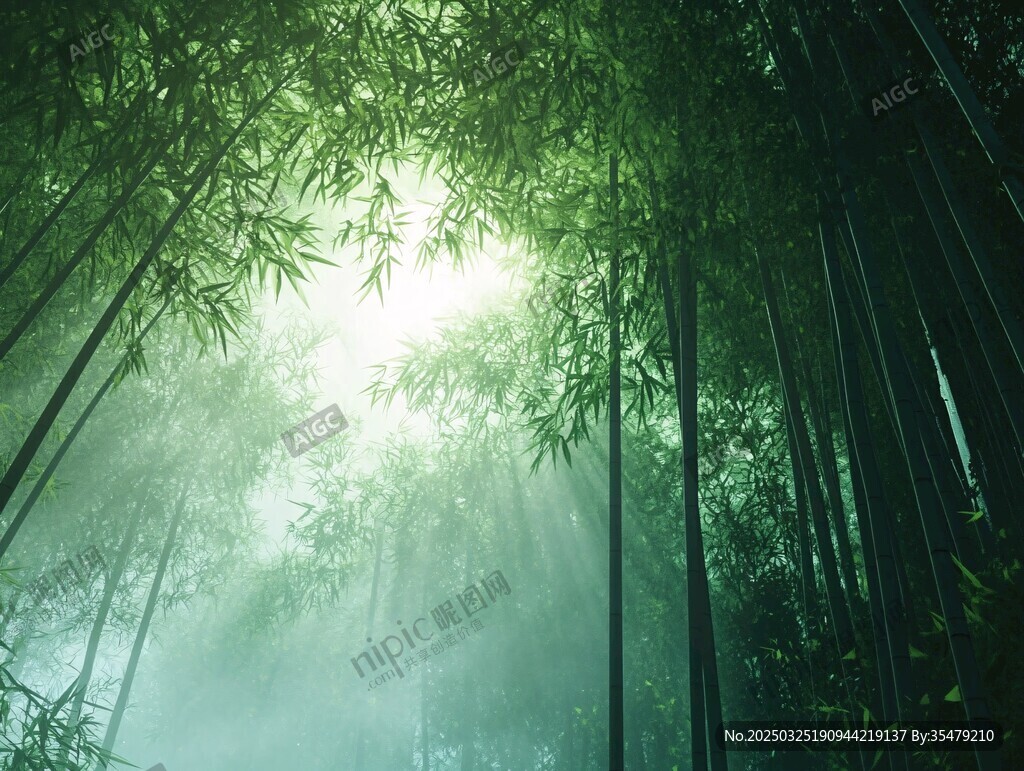 陽(yáng)光穿透的靜謐竹林