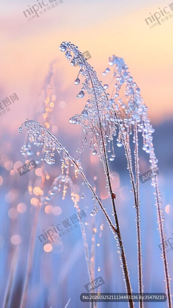 霜花裝點的夢幻植物世界