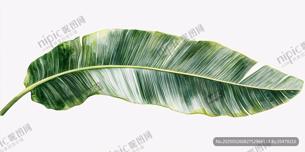 熱帶風情香蕉葉特寫