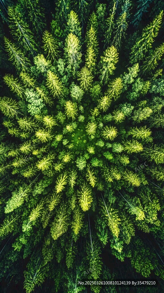 俯瞰茂密森林樹冠景觀