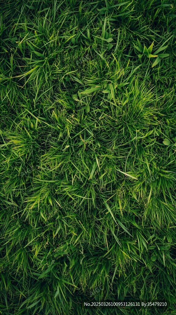 翠綠繁茂的草地景象