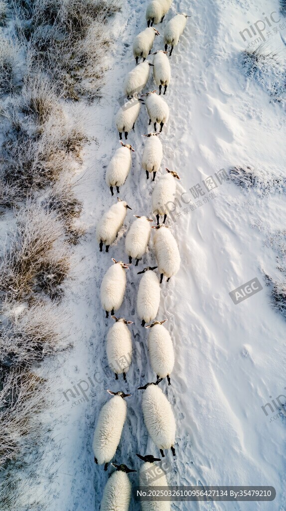 雪地上整齊列隊的羊群