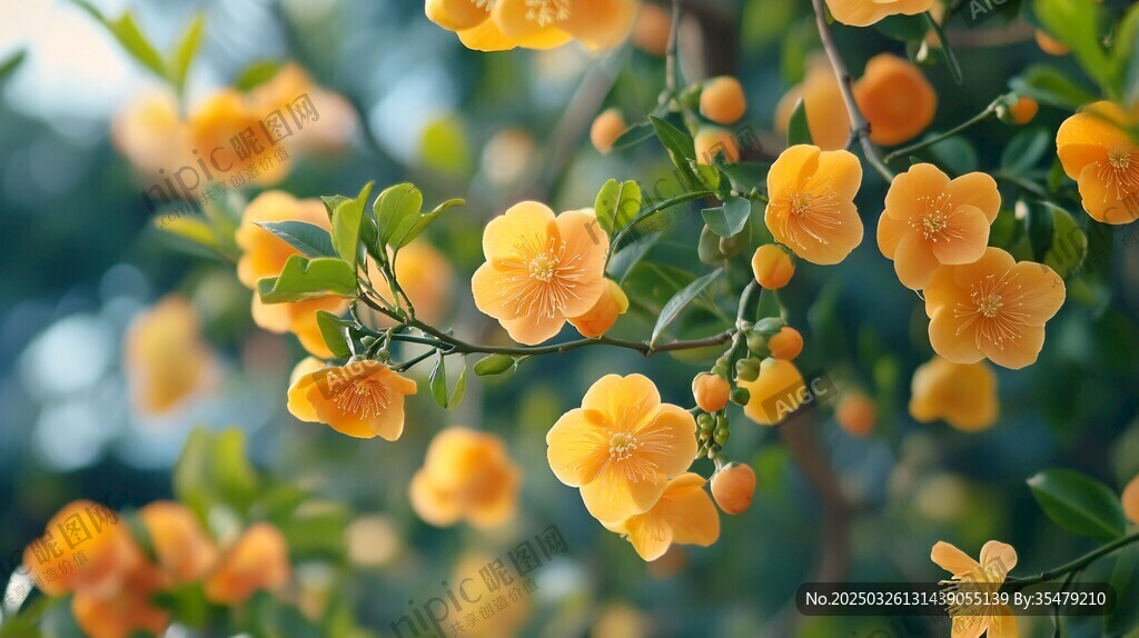 枝頭黃花朵朵開