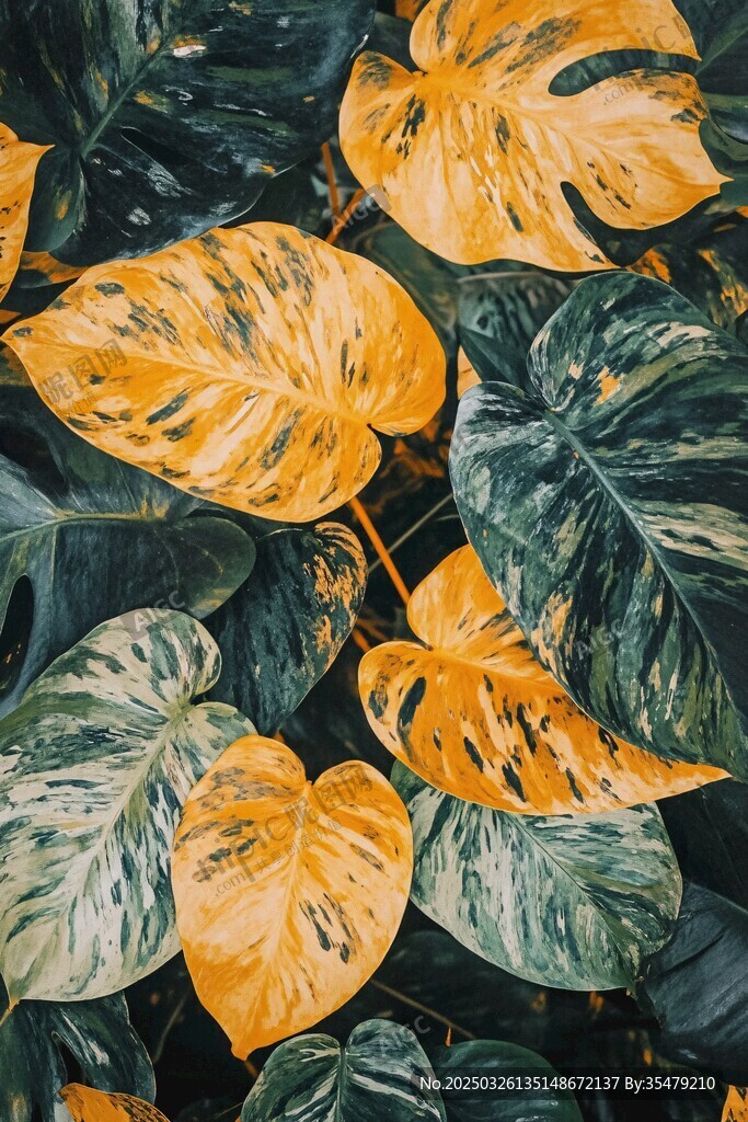 斑斕龜背葉 自然之美