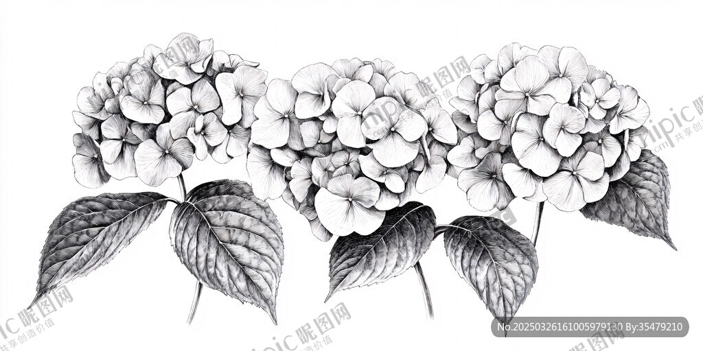 黑白手繪繡球花插畫