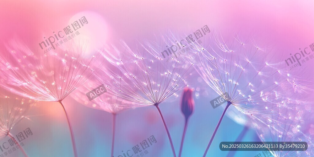 夢(mèng)幻蒲公英 浪漫夢(mèng)幻背景