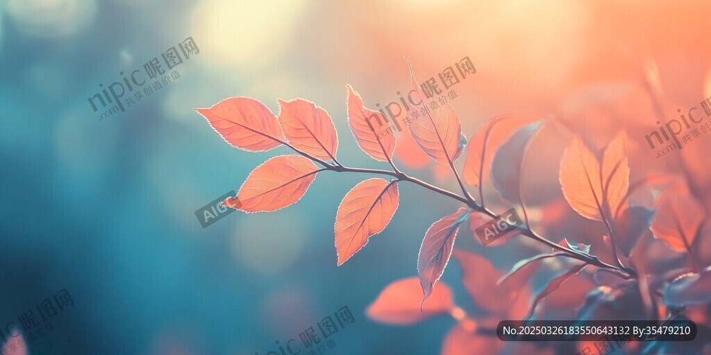 夕陽下的緋紅枝葉