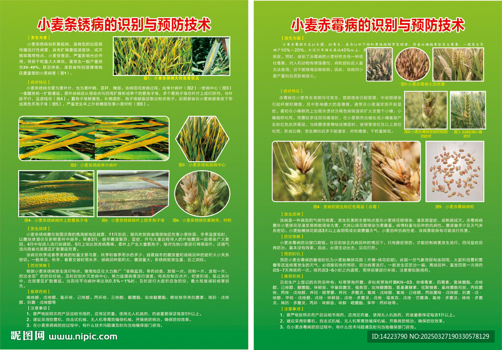 小麥彩頁 條銹病 赤霉病