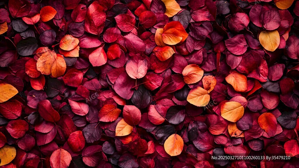 深紅橙黃交織的繽紛花瓣