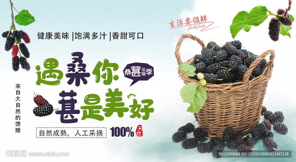桑葚采摘