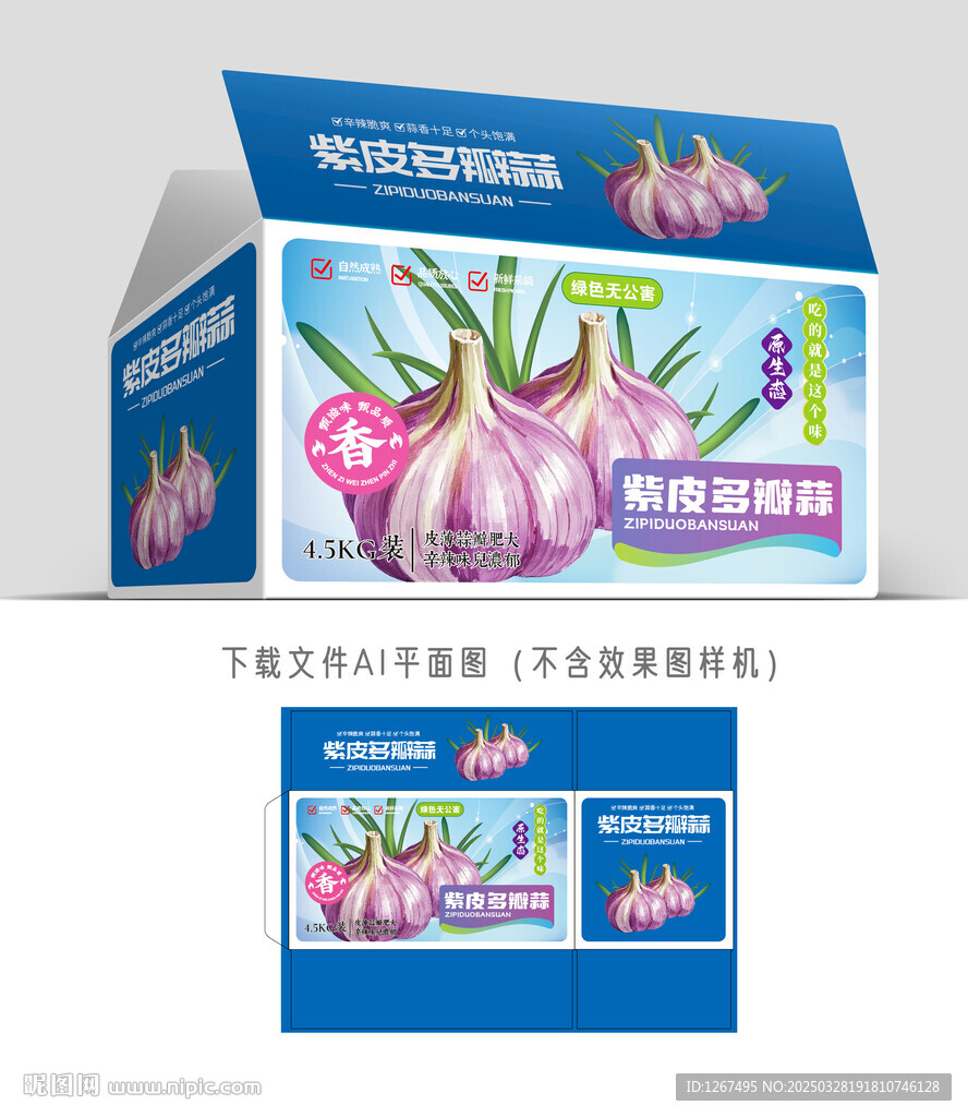 紫皮大蒜插畫