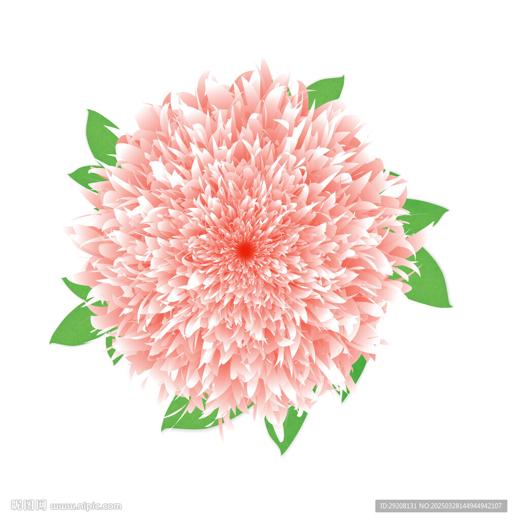 牡丹花效果圖