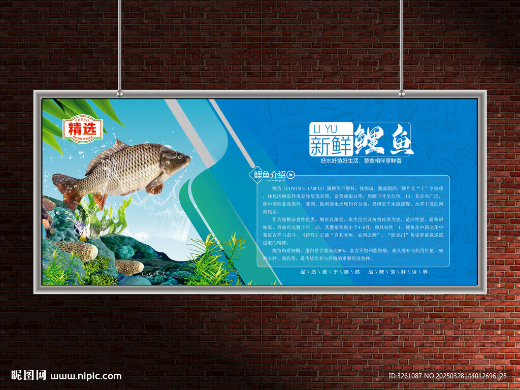 鯉魚